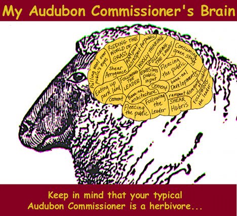 My Audubon Commisioner's Brain